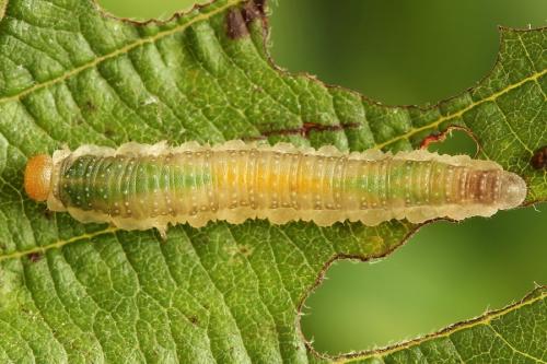 Réf. 223 178 : Nematinus fuscipennis